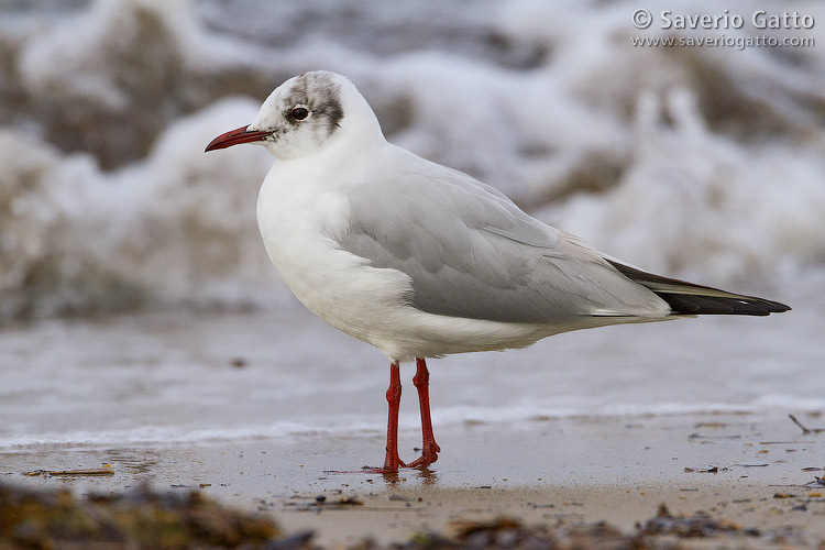 Black-headed Gull