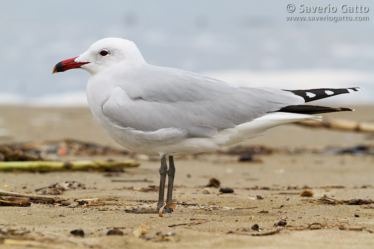 Audouin's Gull