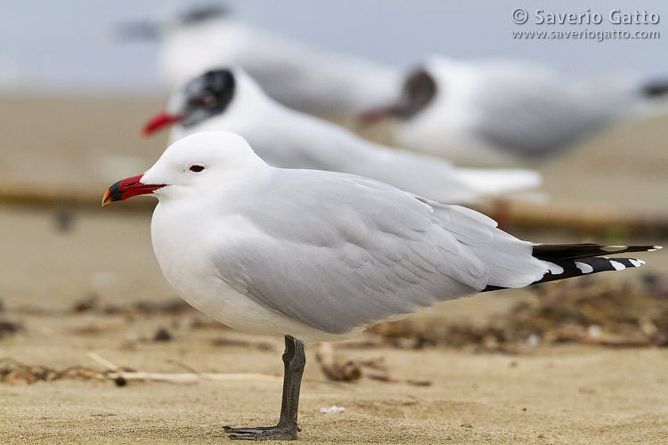 Audouin's Gull