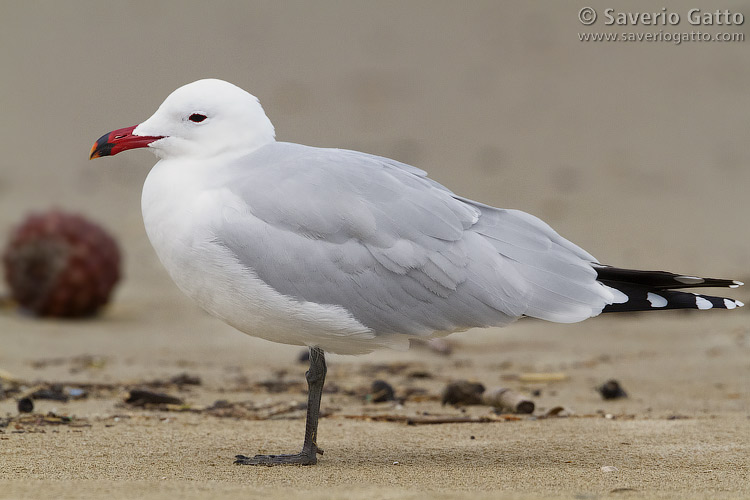 Audouin's Gull