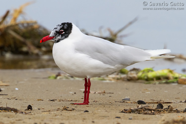 Mediterranean Gull