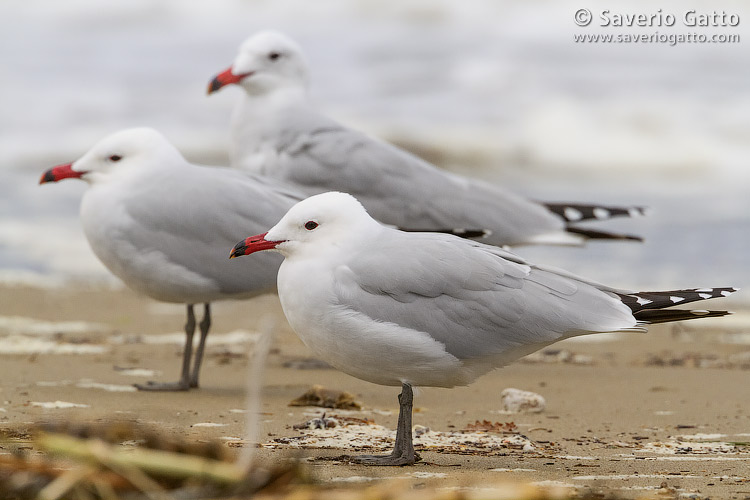 Audouin's Gull