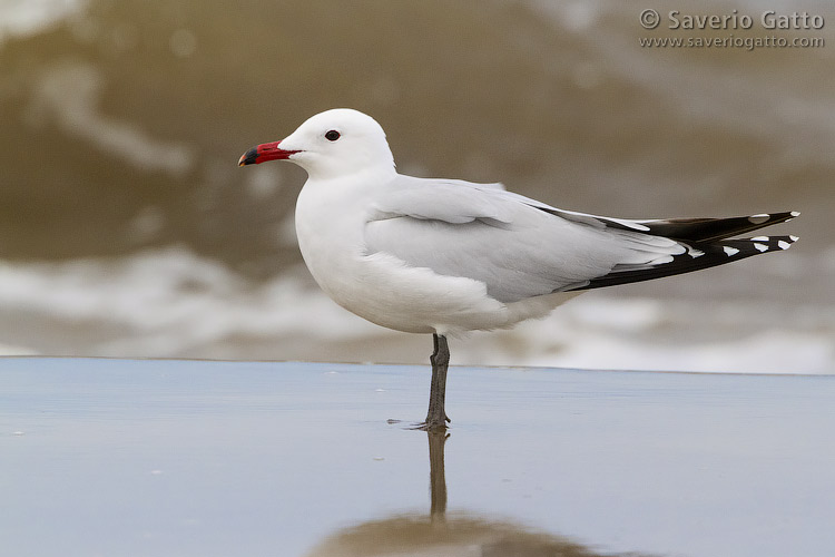 Audouin's Gull