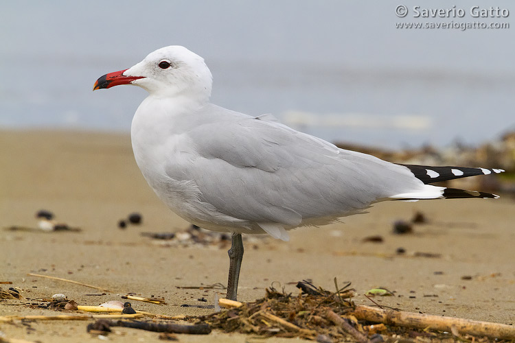 Audouin's Gull