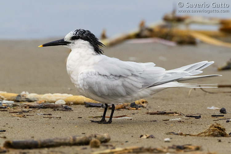 Sandwich Tern