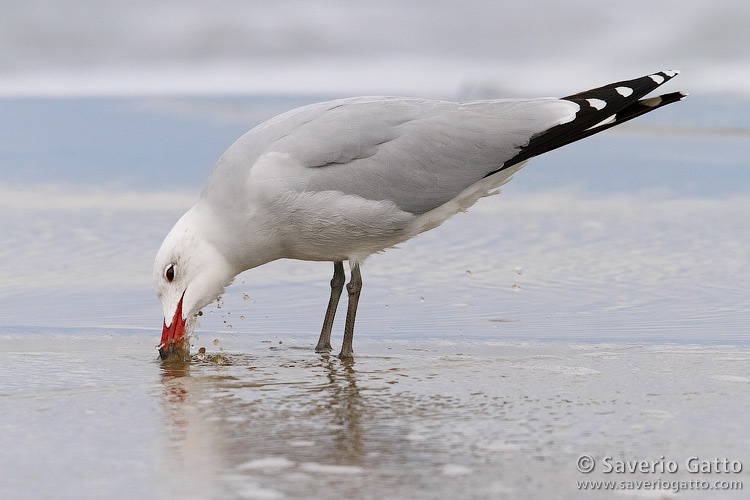 Audouin's Gull