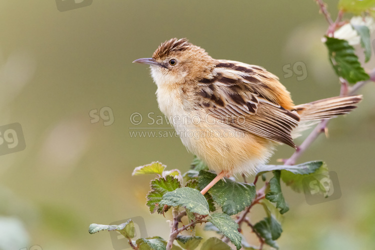 Zitting Cisticola