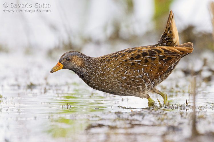 Spotted Crake