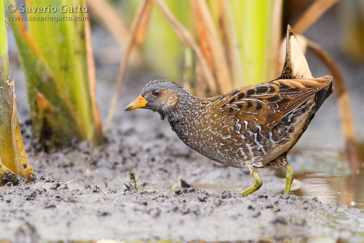 Spotted Crake