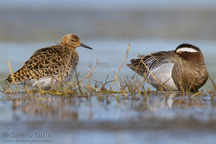 Garganey and a Ruff