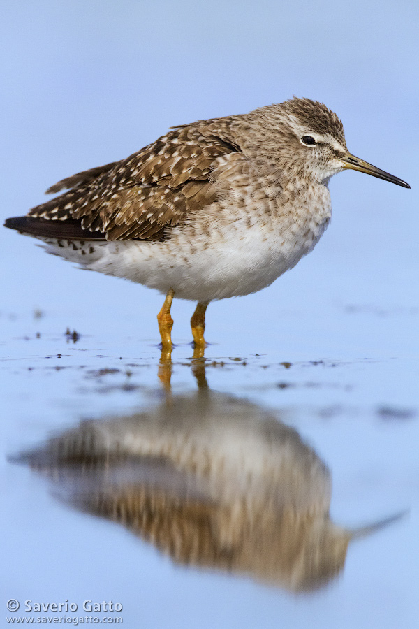 Wood Sandpiper