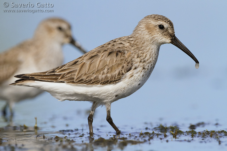 Dunlin