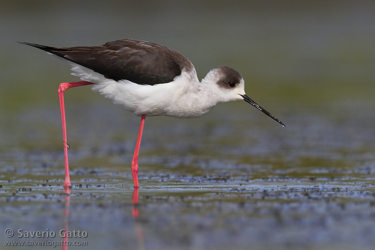 Black-winged Stilt