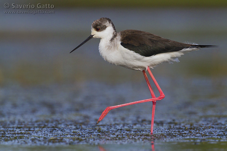 Black-winged Stilt