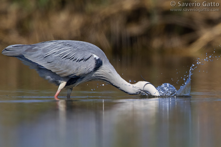 Grey Heron