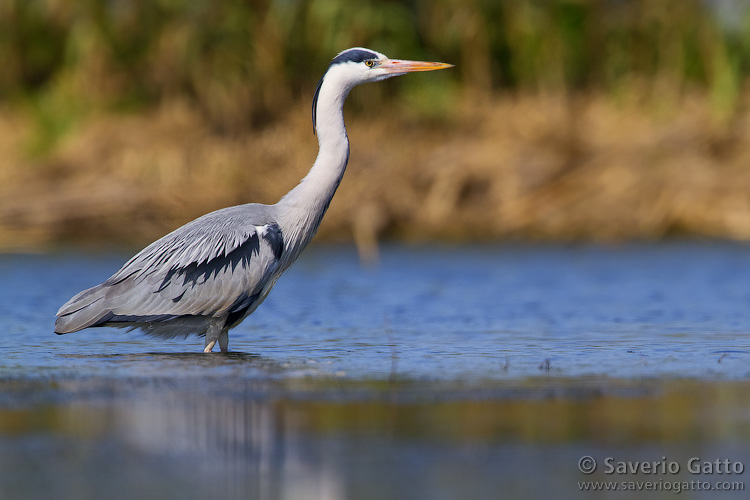 Grey Heron