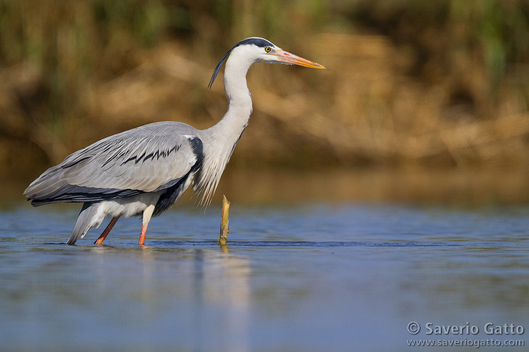 Grey Heron