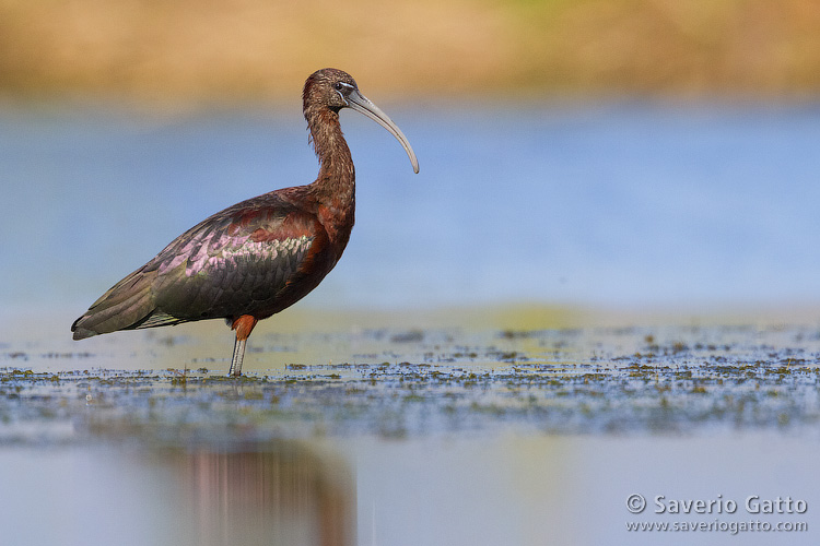 Glossy Ibis