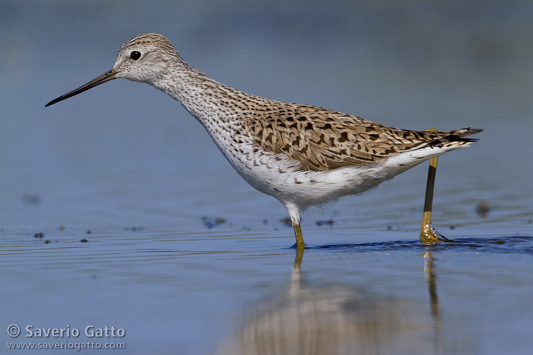 Marsh Sandpiper