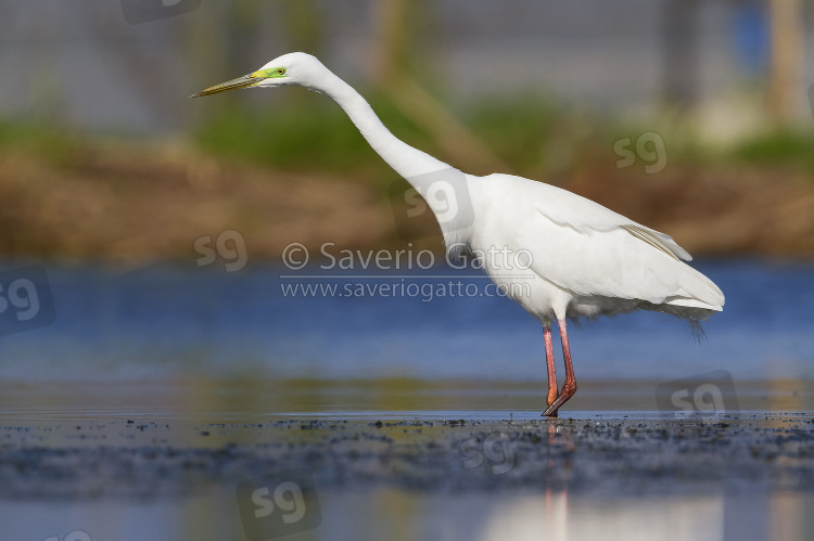 Airone bianco maggiore