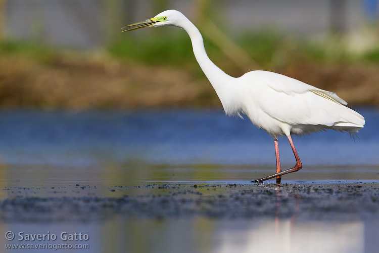 Great Egret