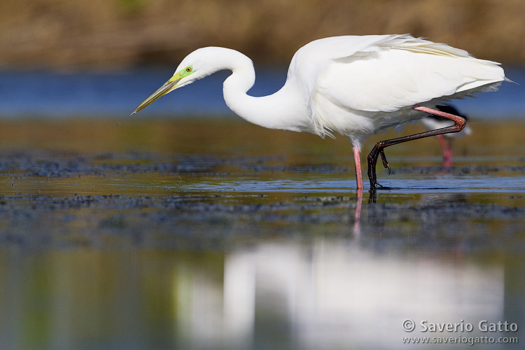 Great Egret