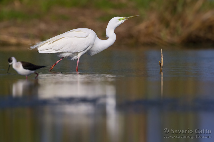 Great Egret