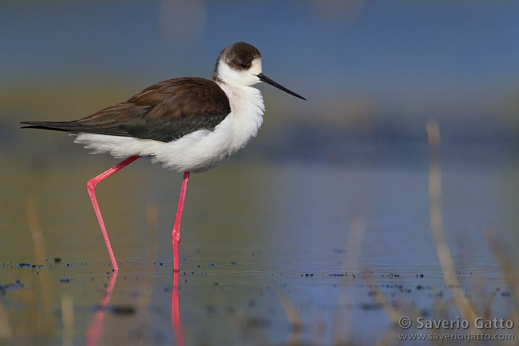 Black-winged Stilt