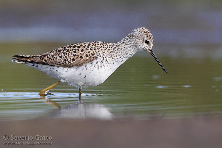 Marsh Sandpiper