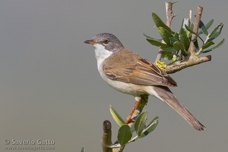 Common Whitethroat