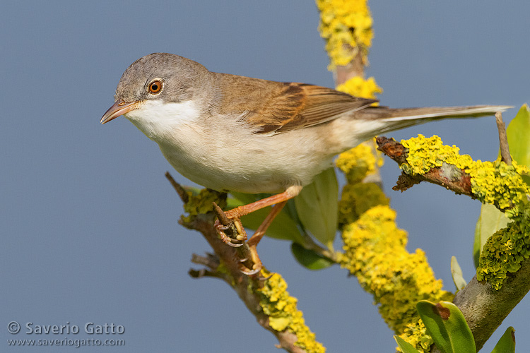 Common Whitethroat