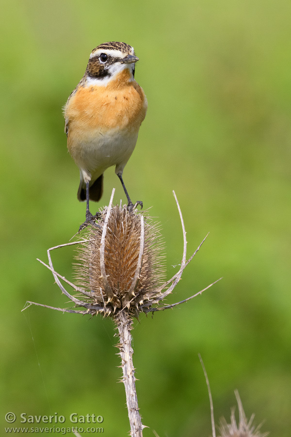 Whinchat