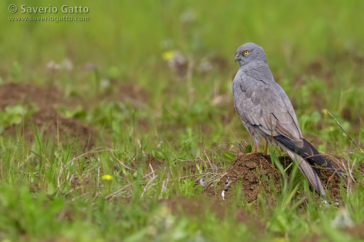 Montagu's Harrier