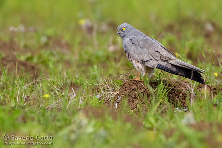 Montagu's Harrier