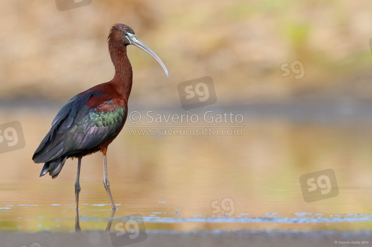 Glossy ibis