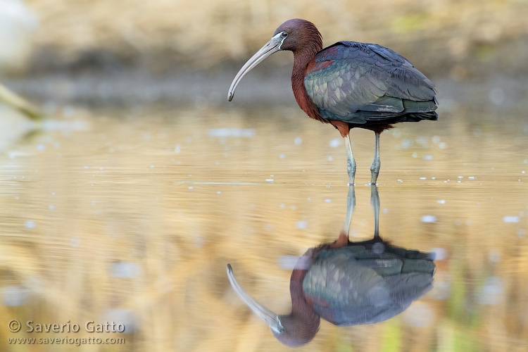 Glossy ibis