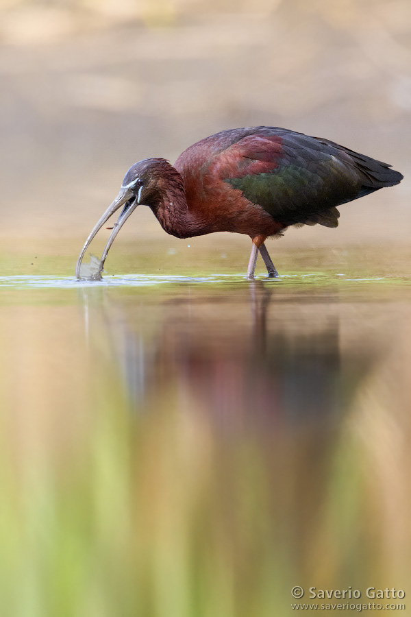 Glossy ibis