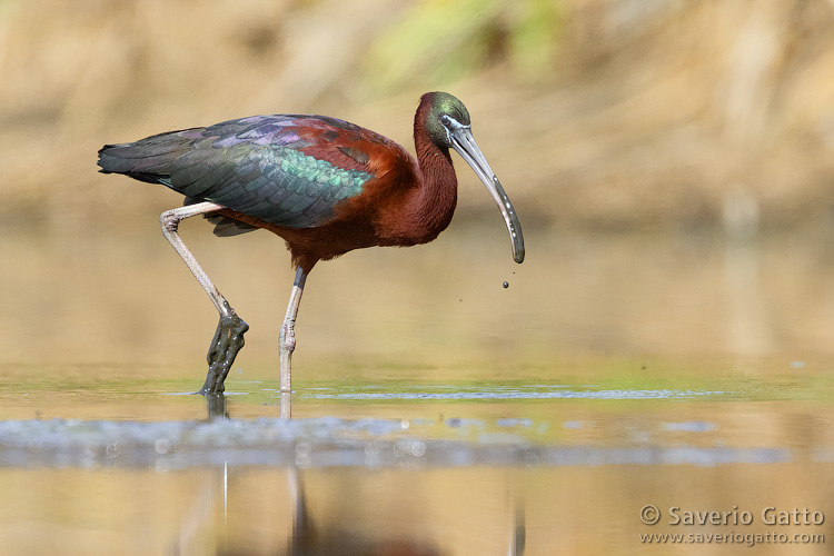 Glossy ibis