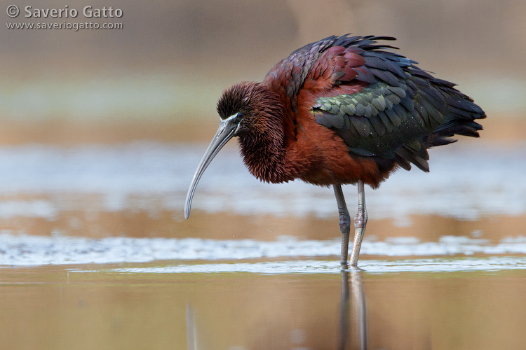 Glossy ibis