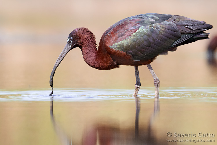 Glossy ibis