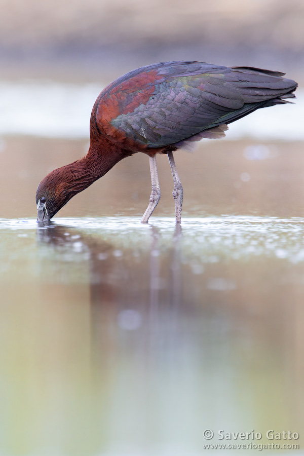 Glossy ibis