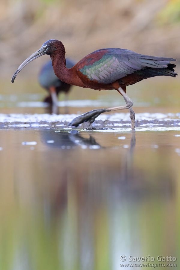 Glossy ibis