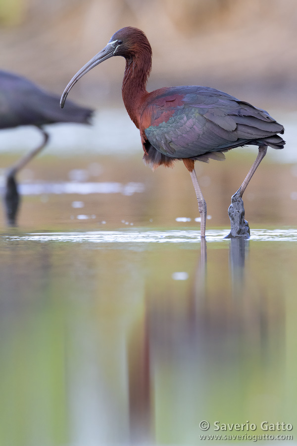 Glossy ibis