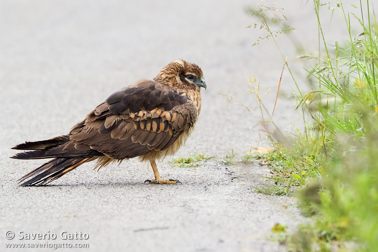 Montagu's Harrier