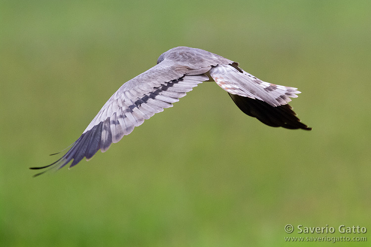 Montagu's Harrier