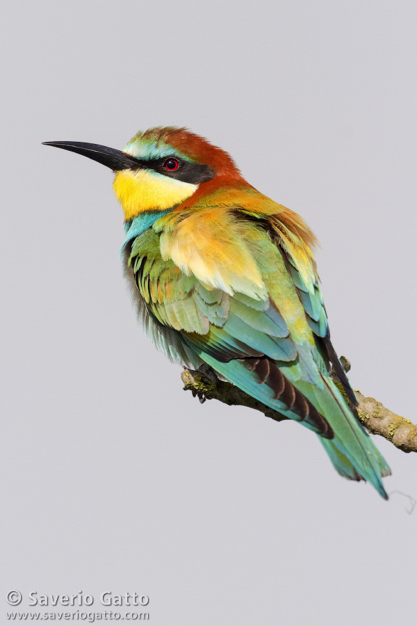 European Bee-eater