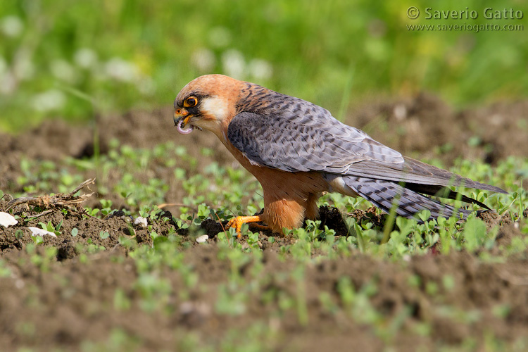 Red-footed Falcon