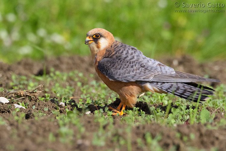 Red-footed Falcon