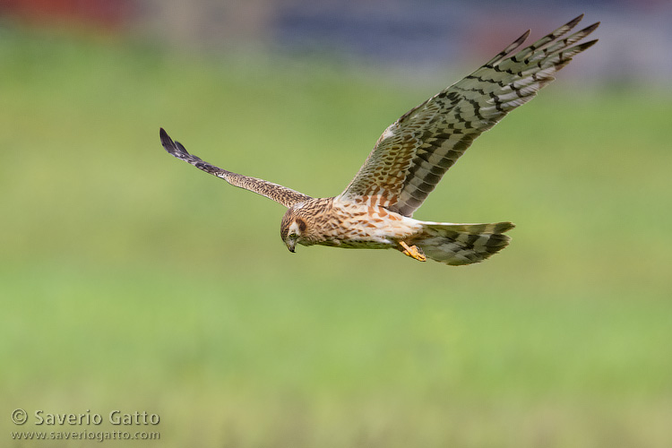 Montagu's Harrier