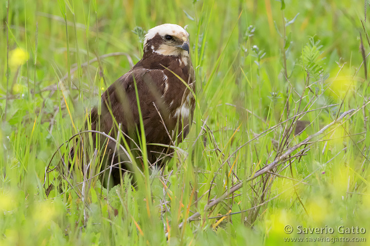 Marsh Harrier